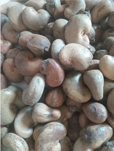 Cashew