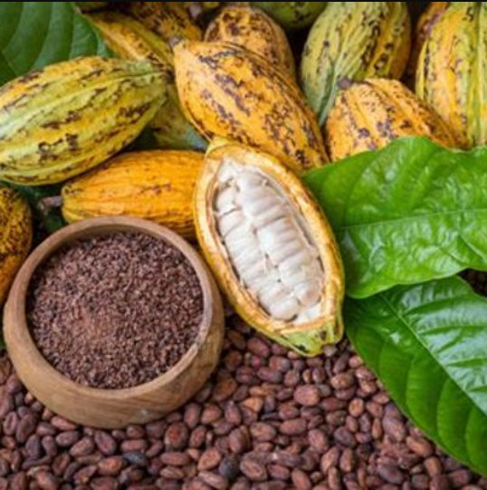 Cocoa