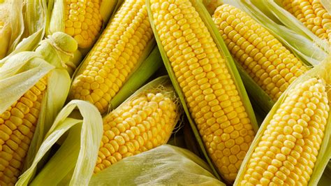 Maize