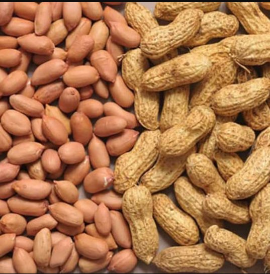 Groundnut
