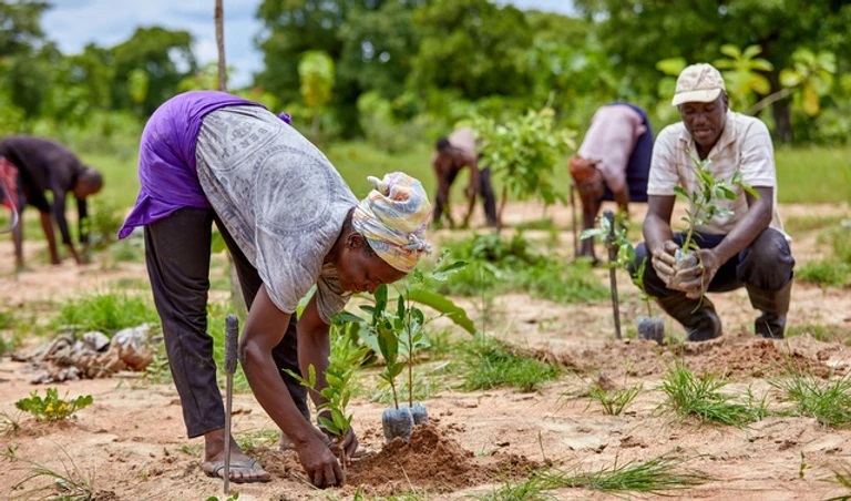 People planting tree seedlings
