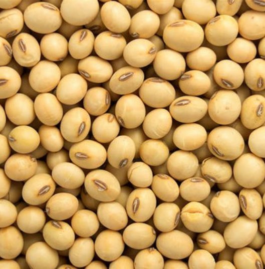 Soyabean