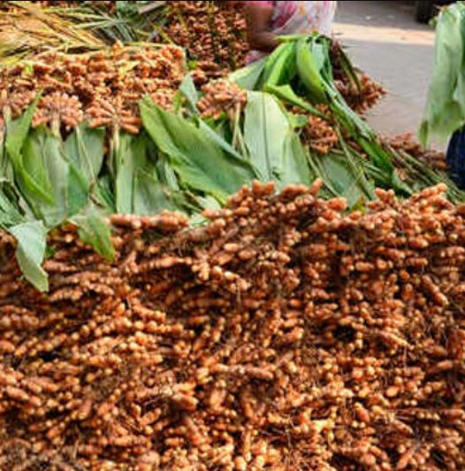 Turmeric